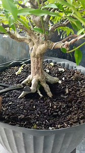 2.9K views · 15K reactions | Root grafting before moving to a smaller pot #fblifestyle #bonsaitree | Karimun Java | Facebook