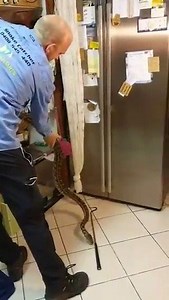 "What's with the attitude?!?" A snake-catcher in Australia got more than he bargained for when a massive python in a resident's pantry repeatedly lunged at his face. The snake was eventually safely removed—to the huge relief of everyone in the house. https://abcn.ws/3buOB5n | ABC World News Tonight with David Muir
