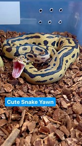 Our Batman Ball Python with the cutest yawn after finishing her dinner😍 #ballpython #royalpython #reptiles #reptilesofinstagram #reptile #snake #snakes #animals #wildlife #pets #petsofinstagram #pet #bloodpython #burmesepython #carpetpython #reticulatedpython #boaconstrictor #leopardgecko #crestedgecko #beardeddragon #bof #recessivegang #ballpythons #royalpythons | BALLS of FURY