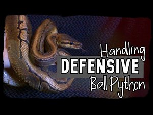 HANDLING DEFENSIVE/HISSING BALL PYTHON