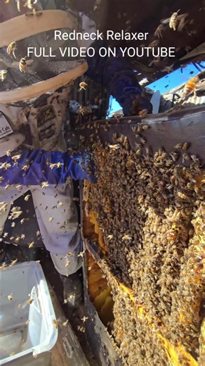 Understanding Honeybees and Killer Bees in America