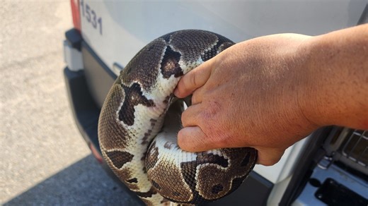 How to tell difference between Burmese and ball pythons found in Florida