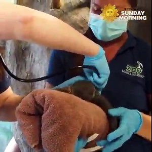 1.5M views · 40K reactions | A baby two-toed sloth was born at Potawatomi Zoo in South Bend, Indiana, on May 9. According to staff, it was the first known sloth born at the zoo. | CBS Sunday Morning | Facebook
