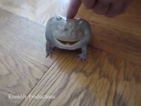 Toad Reeeeee