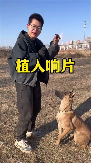 Mastering Microchip Implant Techniques: The Ultimate Training Guide