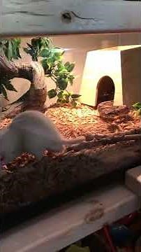 Ball python eats first big rat