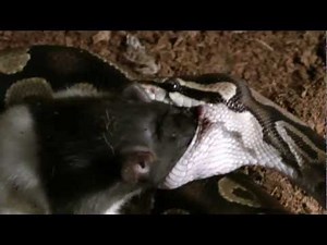 Königspython Kleopatra-Rattenfütterung -royal python-