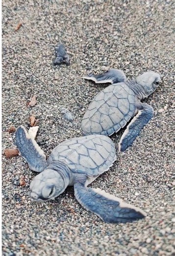 The beginning of a new journey 🐢 💚 #GreenSeaTurtle #Hatchlings #Turtles