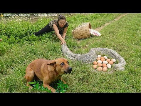 Harvest 1000+ Eels — Then a Giant Python Sneak Up Behind . Shocking Save
