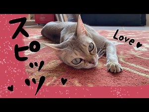 スピッツ・コメット (cat )