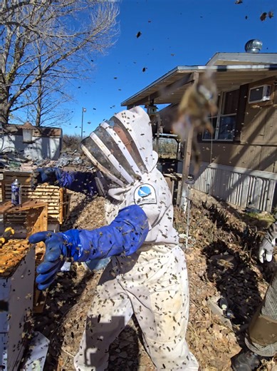 Exploring Invasive Species: The Killer Bee Phenomenon