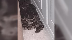 ‘It scared us’: Florida neighbors kill massive Burmese python found lurking near home