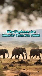 Elephants Can Use Tools?! 🐘 #Shorts