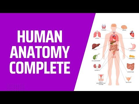 COMPLETE Human Anatomy in 1 Hour! A to Z 3D Human Body Organ Systems