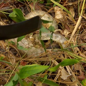 The islanders were familiaries with the species on the island that are protected, luckily they could steal the python's lunch: an iguana! #TheIslandwithBearGrylls #TreasureIslandwithBearGrylls | The Island with Bear Grylls