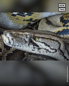 A 13-ft python was found curled in the hood of a parked car in Indonesia—watch animal experts try to pull it out 🙈 | NowThis