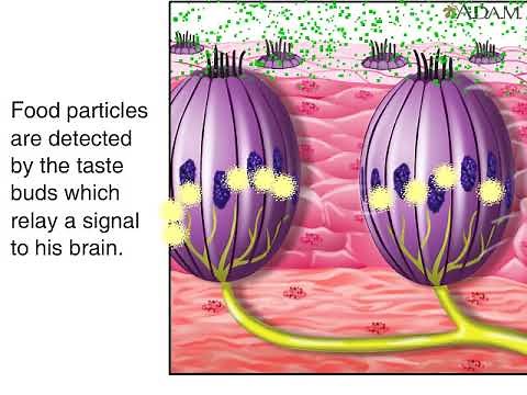 How Sense of Taste Works Animation - Tasting and Tongue: Taste Buds Physiology Video
