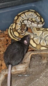 Python Eating Giant Rat #python #insects #rat #wildlife #feeding #snake #Mouse #insect | Insect Forest