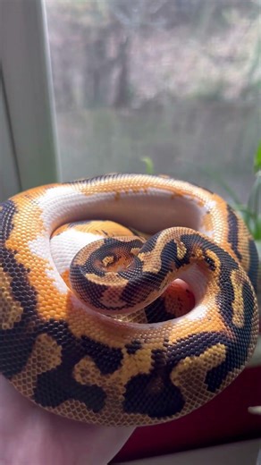 Pretty Ball Python #trending #snakes #reptiles #ballpython #python #shorts #cool