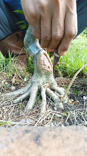 13K views · 283 reactions | Sticking technique to make the first branch #wrightiareligiosa #bonsaitree | Karimun Java | Facebook