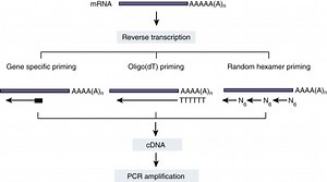 Reverse transcriptase (RT)-PCR: Principles, Applications | Microbe Online