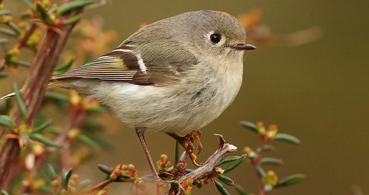 Ruby-crowned Kinglet Identification, All About Birds, Cornell Lab of Ornithology