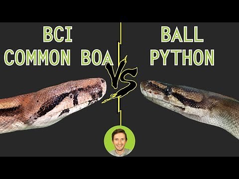 Ball Python vs Common Boa (BCI) - Head To Head