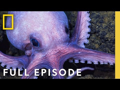 Octopus Social Life (Full Episode) | Secrets of the Octopus | National Geographic