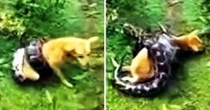 They Gulp In Fear As Python Starts Suffocating Dog, But Hero Dad Won’t Sit Back