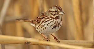 Song Sparrow Sounds, All About Birds, Cornell Lab of Ornithology