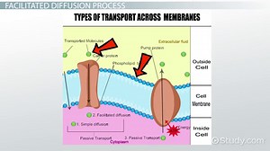 Facilitated Diffusion | Overview, Importance & Examples