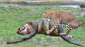 2.1M views · 10K reactions | Python Too Aggressive Big Cat Dont Escape of Giant Anaconda Python vs Lion Crocodile Leopard | Wild life Animals | Facebook