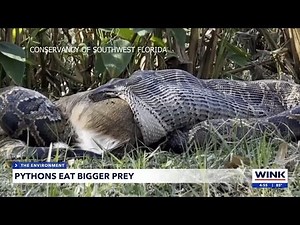 Pythons eating bigger prey