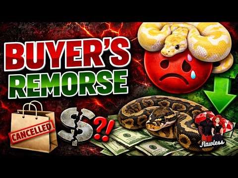 Ball Python Breeding: The Truth About Buyer’s Remorse