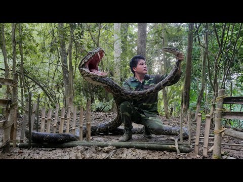 Dramatic collision with giant python | survival alone, cooking, survival skills