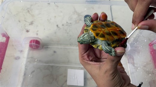 RES Turtle Shell Rot Treatment - Easy Fix