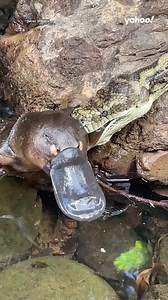 Platypus attacked by python in 'incredibly rare' scenes 😱 #platypus #python #australia #queensland | Yahoo News Australia