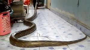 HUGE python invades family's bathroom