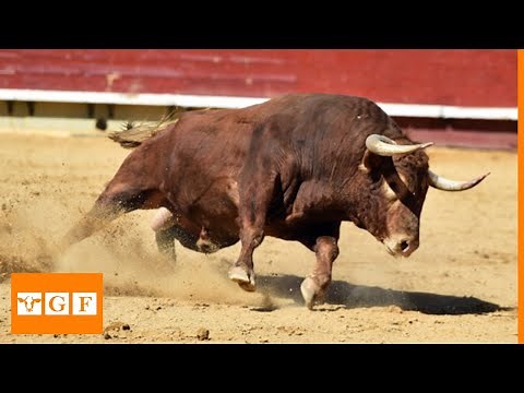 Angry Bull Sound