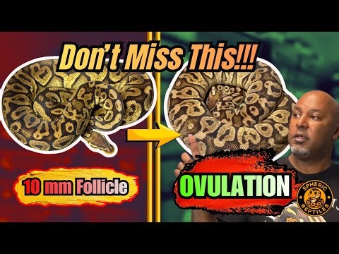 How to Identify Ball Python Follicle Stages (10mm to Ovulation)