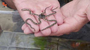 Coyote and the crew show you how they make a tide pool aquarium! Get ready to see some cool tide pool creatures! | Coyote Peterson