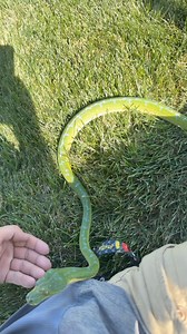 Zucchini the puppy of the green tree python world. #gtp #aru #biak #greentreepython #python #pythons #snake #snakes #snek #reptile #reptiles #reptilesofinstagram #reptilelover #reptilekeeper #pet #pets #daily #instagram #tiktok #reels #cute #fun #happy #ballpythonsoftiktok #boise #idaho #funny #sorong | Black Lake Reptiles