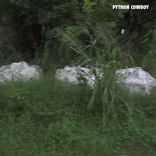 Python Cowboy was down sick, but the hunt didn’t stop. Sammie stepped up and ran the full hunt powered by Mountain Dew. And to make it even better, this was Otto pup Arty’s first iguana hunt. Legacy in the making. Allgood's Adventures | Python Cowboy Hunts