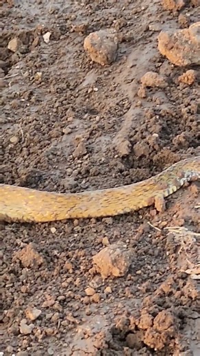 👀 Omg 😯 Big Snake 😯 🐍 Wait for end 👀 #snake in a...See more #watchoutforsnakes #worldsnake