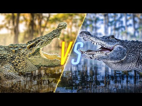 Crocodile VS Alligator