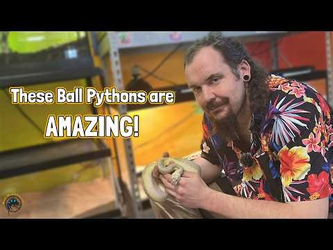 Showcasing Our Beautiful Adult Ball Python Morphs! - These Guys are AMAZING! 🐍🤩