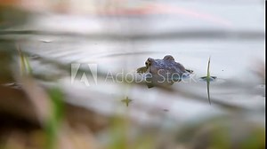 The common toad, European toad in a pond in spring, breeding