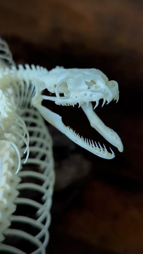 Big female Ball Python skeleton finished on her stand. Need to ship her off now so the new owner can enjoy her. Lots of work in the one and as you can see from the video hundreds and hundreds of bones glued in. I also cured the driftwood myself and found it here in Montana. Burned the ends and sealed it up before attaching her. I believe over 40 hours of work total here and probably 1-2 hours more to pack her up and send her out. Enjoy and Happy Valentine's Day 💘 Cliff #reptiles #ballpython #vu