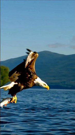 Eagle Catches Fish in Epic Hunt 🦅 | Stunning Slow-Motion Wildlife Moment