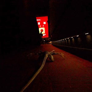 296K views · 1.1K reactions | This Friday, experience the terror of Alien: Romulus. See it in IMAX theaters August 16. Get tickets now. | Alien: Romulus | Facebook